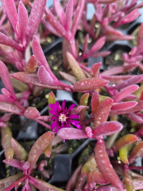 Delosperma 'Desert Dancers Purple'3 Delosperma 'Desert Dancers Purple'