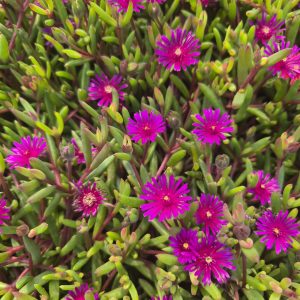 Delosperma 'Desert Dancers Purple'