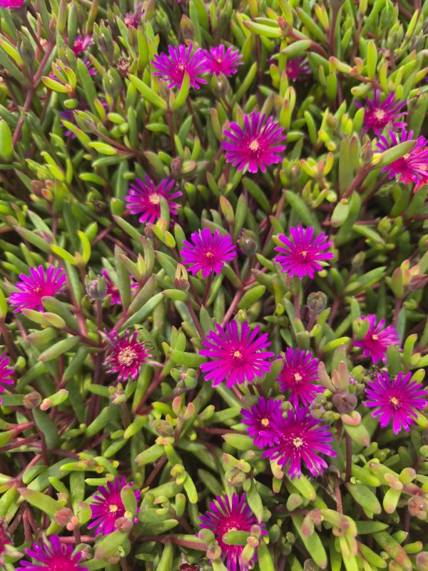 Delosperma 'Desert Dancers Purple'4 Delosperma 'Desert Dancers Purple'