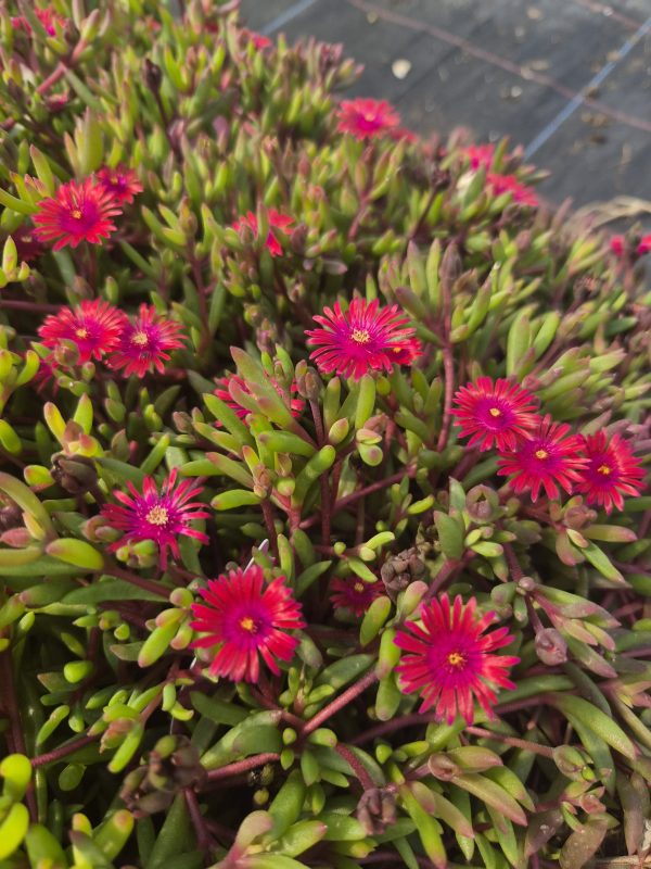 Delosperma 'Desert Dancers Red' Delosperma 'Desert Dancers Red'