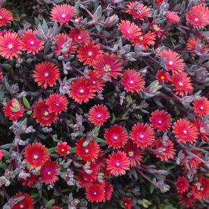 Delosperma 'Desert Dancers Red'