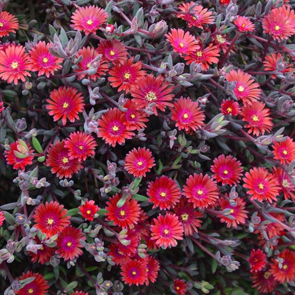 Delosperma 'Desert Dancers Red'2 Delosperma 'Desert Dancers Red'