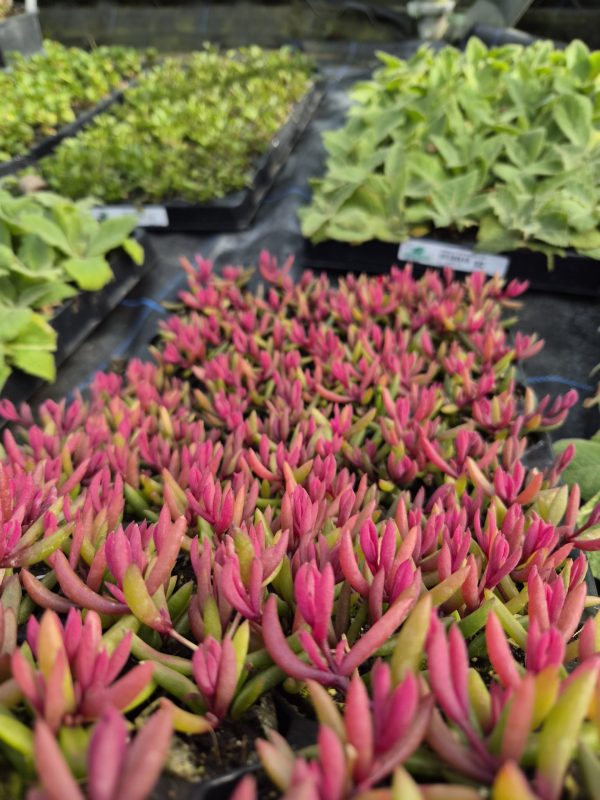 Delosperma 'Desert Dancers Red'4 Delosperma 'Desert Dancers Red'
