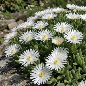 Delosperma cooperi 'Jewel of Desert Moon Stone'