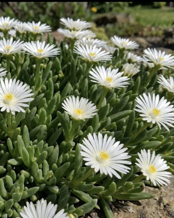 Delosperma cooperi 'Jewel of Desert Moon Stone'