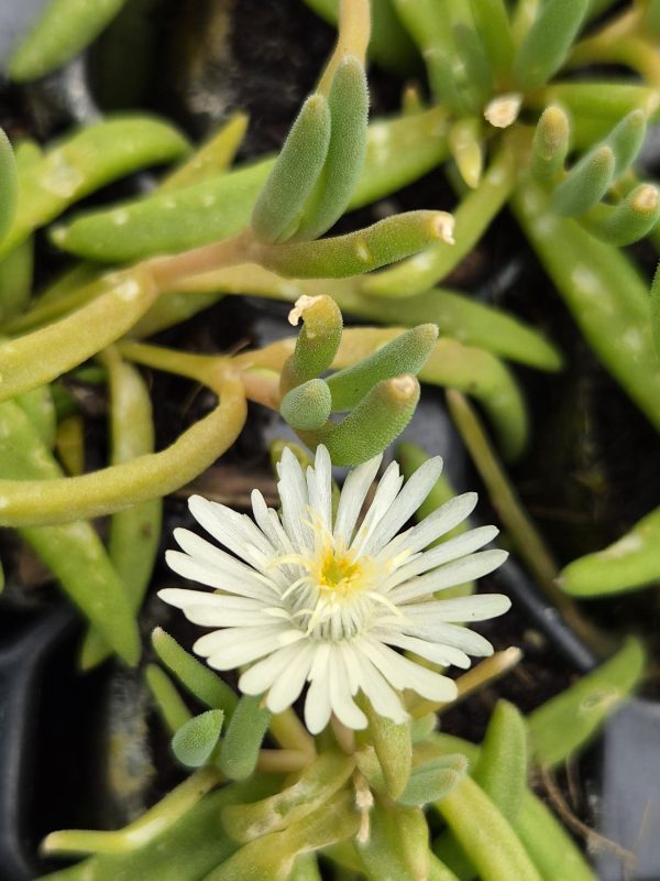 Delosperma cooperi 'Jewel of Desert Moon Stone'