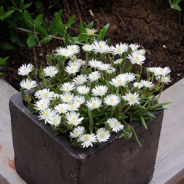 Delosperma cooperi 'Jewel of Desert Moon Stone'