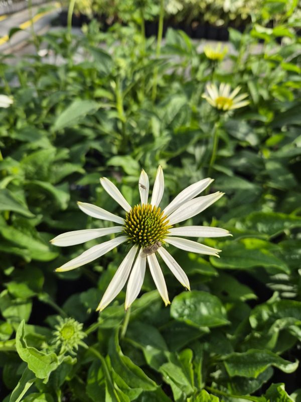 Echinacea purpurea 'Alba'