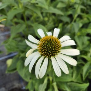 Echinacea purpurea 'Alba'