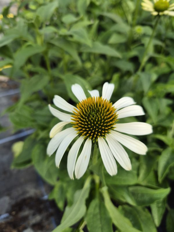 Echinacea purpurea 'Alba'