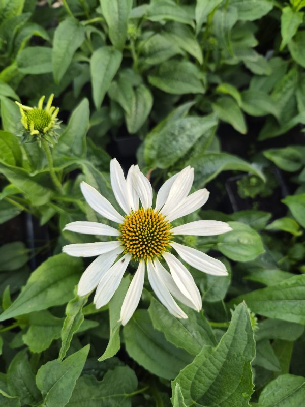 Echinacea purpurea 'Alba'