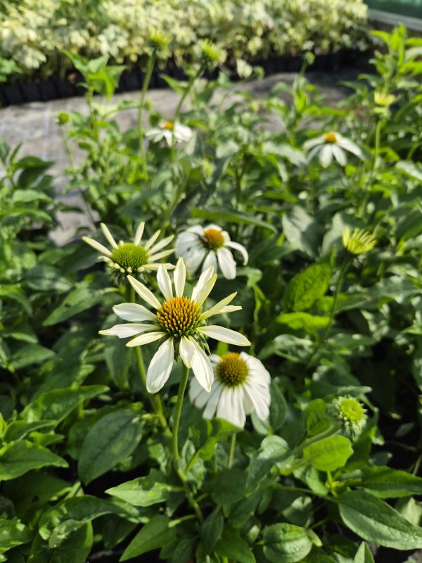 Echinacea purpurea 'Alba'