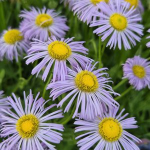 Erigeron glaucus 'Olga'