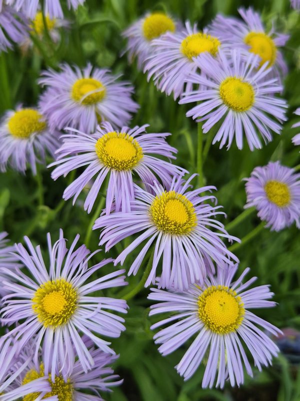 Erigeron glaucus 'Olga'
