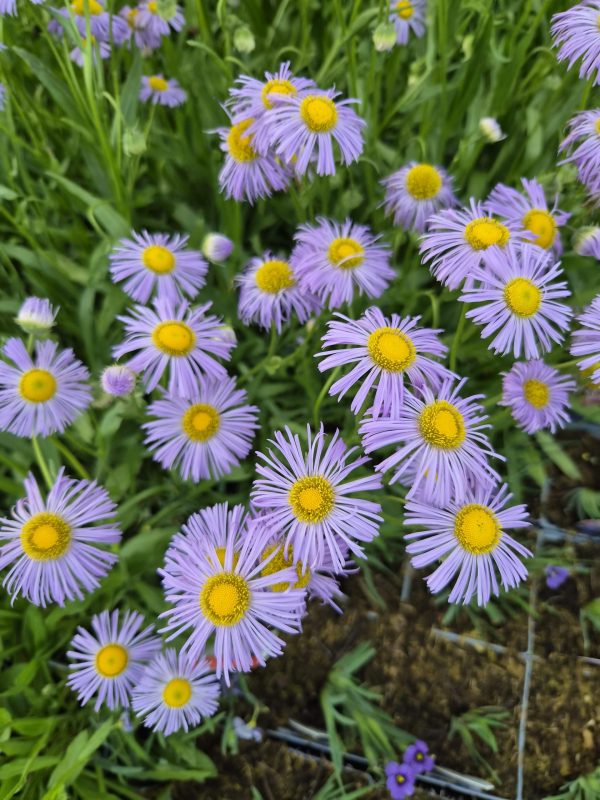 Erigeron glaucus 'Olga'