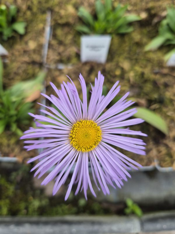 Erigeron glaucus 'Olga'