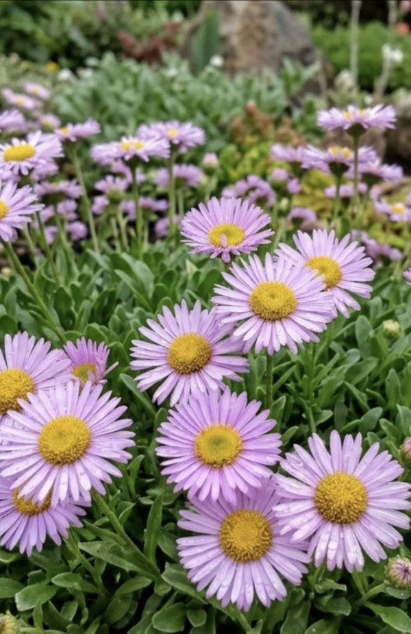 Erigeron glaucus 'Olga'