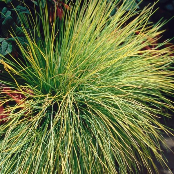 Festuca glauca 'Golden Toupee'