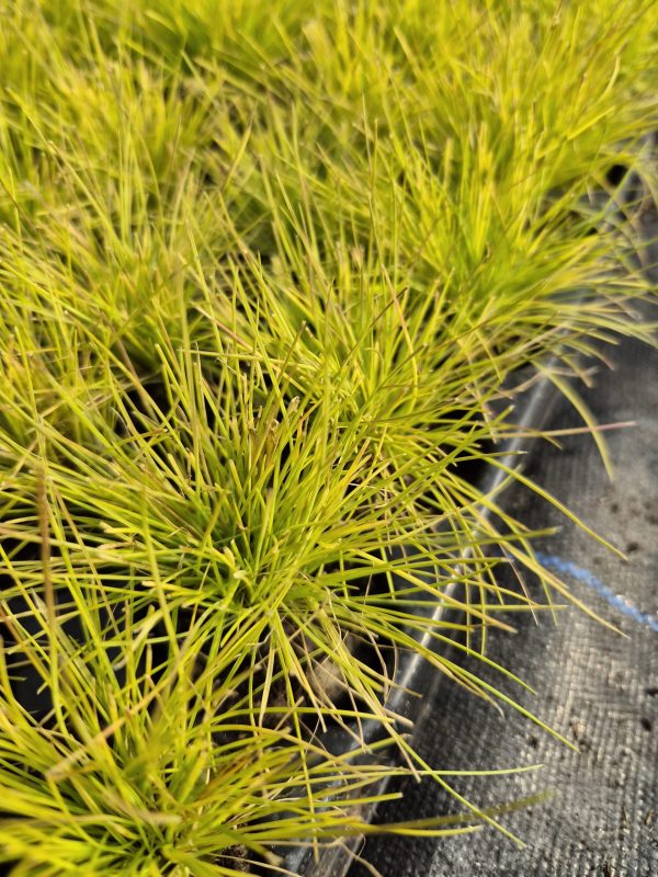 Festuca glauca 'Golden Toupee'