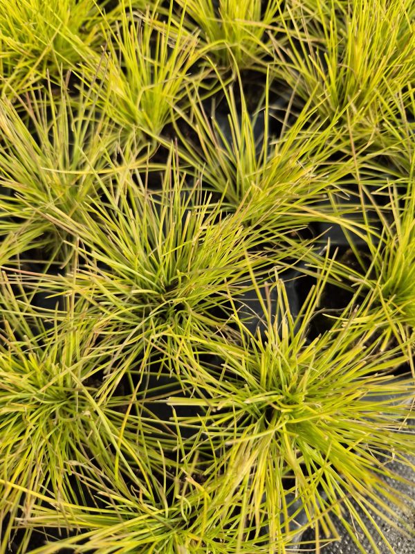 Festuca glauca 'Golden Toupee'