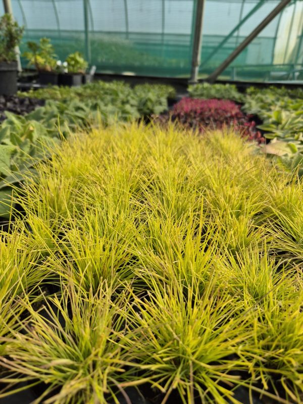 Festuca glauca 'Golden Toupee'