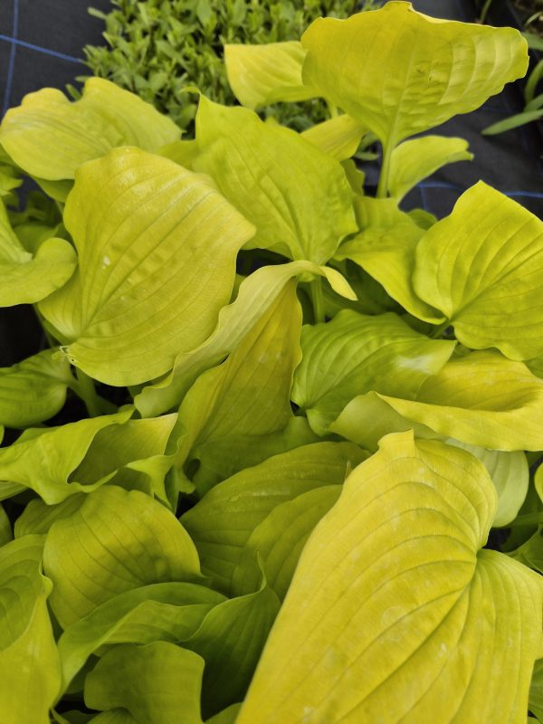 Hosta 'Coast to Coast' Hosta 'Coast to Coast'