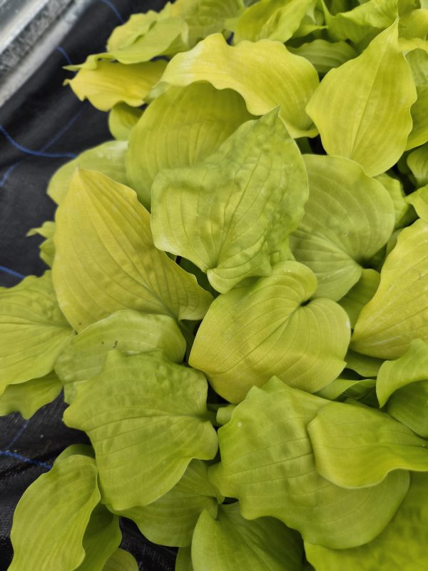 Hosta 'Coast to Coast'2 Hosta 'Coast to Coast'