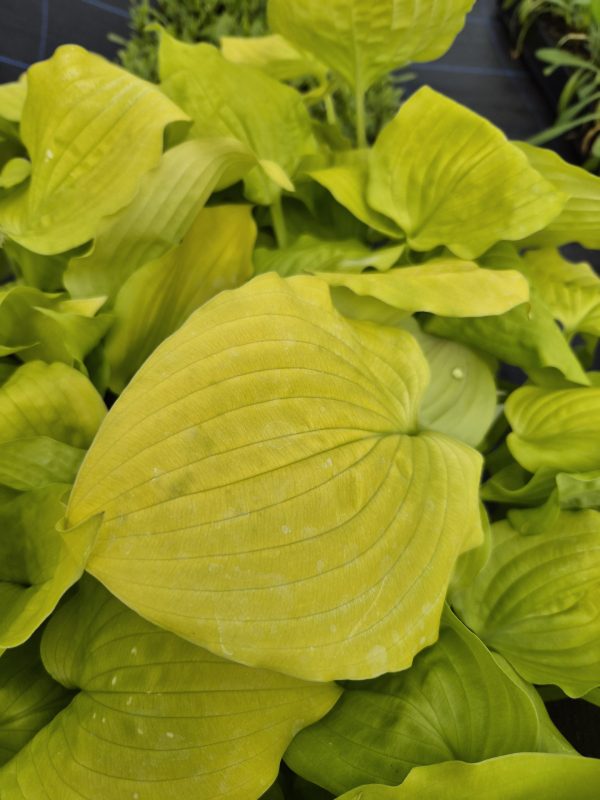 Hosta 'Coast to Coast'3 Hosta 'Coast to Coast'