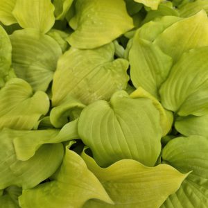Hosta 'Coast to Coast'