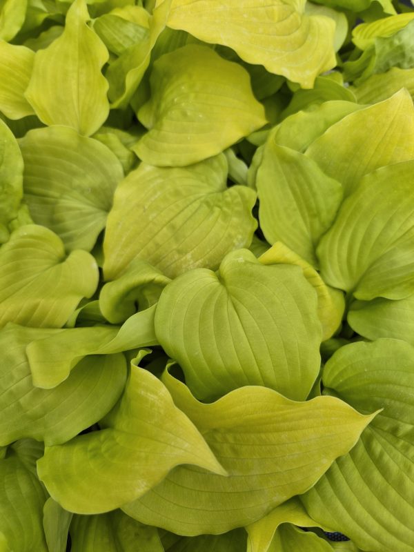 Hosta 'Coast to Coast'4 Hosta 'Coast to Coast'