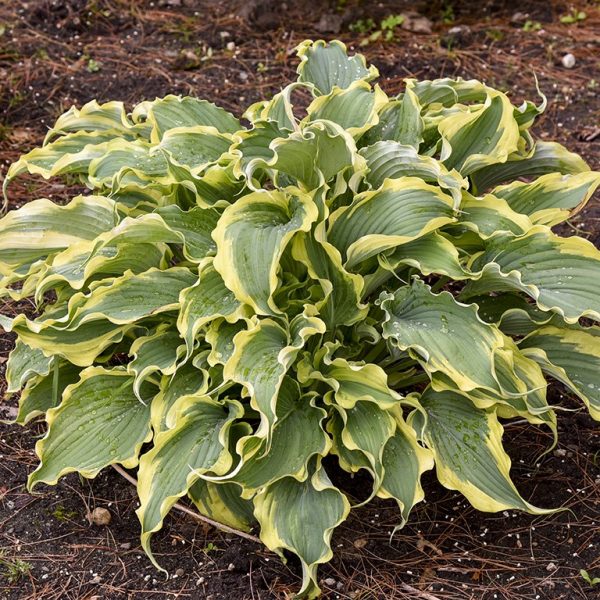 Hosta 'Voices in the Wind' Hosta 'Voices in the Wind'