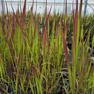 Imperata cylindrica 'Rubra'