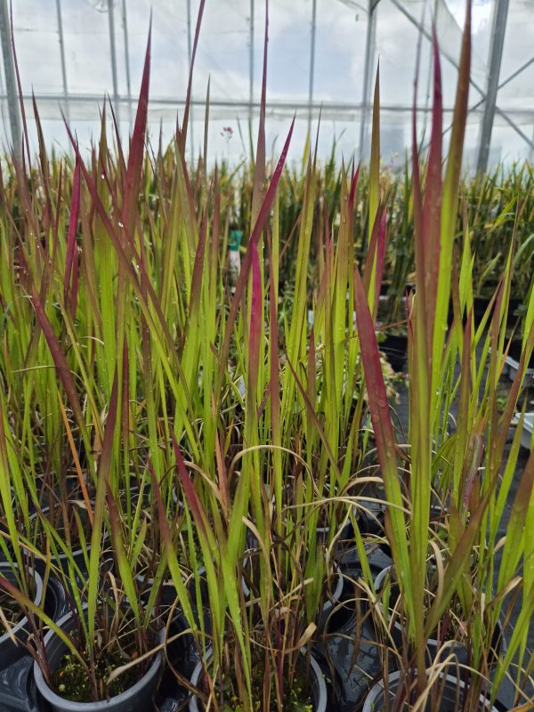Imperata cylindrica 'Rubra'