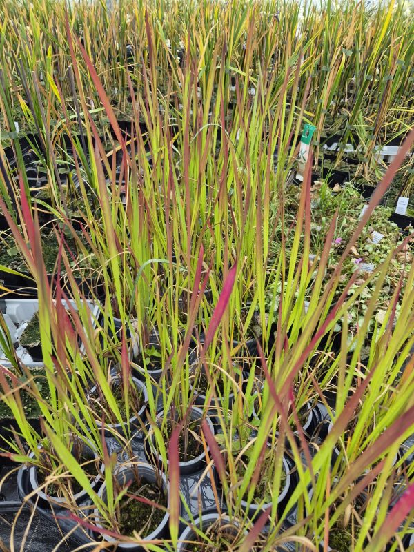 Imperata cylindrica 'Rubra'