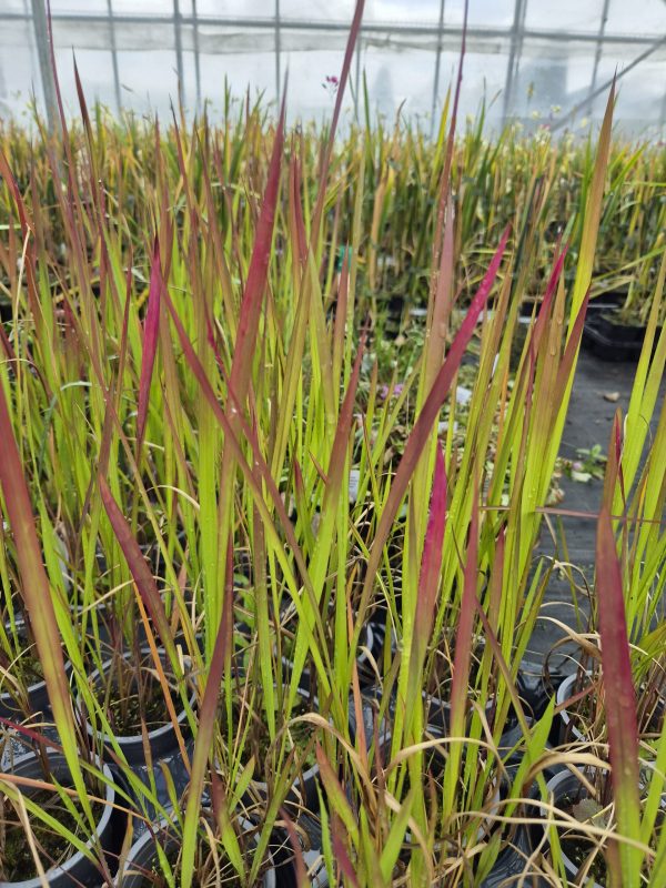 Imperata cylindrica 'Rubra'