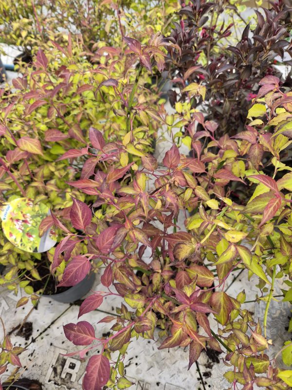 Leycesteria formosa 'Golden Lanterns' is a striking deciduous shrub grown for its vibrant golden foliage, attractive reddish new growth, elegant hanging flowers, and ornamental berries, making it an excellent feature for mixed borders and wildlife-friendly gardens. Best Planting Time Spring: Plant Leycesteria formosa 'Golden Lanterns' in spring when the soil is workable and beginning to warm, allowing roots to establish before active growth begins. Early Autumn: Early autumn is also an excellent time to plant, giving the root system time to settle before dormancy. Site Selection Sunlight: Leycesteria formosa 'Golden Lanterns' thrives in full sun or partial shade. A bright position will enhance the golden foliage while partial shade helps maintain vibrant leaf colour. Soil: Fertile, moisture-retentive, well-drained soil is ideal. Incorporate compost or well-rotted organic matter before planting to improve soil structure and retain consistent moisture. Planting Instructions Prepare the Hole: Dig a hole twice the width and the same depth as the root ball so the roots have plenty of room to spread. Soil Preparation: Mix compost or organic matter into the excavated soil to enrich it and improve moisture retention while maintaining good drainage. Planting: Position Leycesteria formosa 'Golden Lanterns' so the top of the root ball sits level with the surrounding soil, then backfill gently and firm lightly. Watering After Planting: Water thoroughly after planting to settle the soil and encourage strong root establishment. Watering Requirements Growing Season: Keep the soil evenly moist while the shrub establishes, watering more frequently during prolonged dry spells. Established Plants: Once established, Leycesteria formosa 'Golden Lanterns' benefits from occasional deep watering during extended periods without rainfall. Feeding Spring: Apply a balanced fertiliser in early spring to encourage healthy foliage, strong stems, and abundant flowering. Mid-Season: A light supplementary feed can help Leycesteria formosa 'Golden Lanterns' maintain vigorous growth throughout the flowering period. Pruning Seasonal Pruning: Remove dead, damaged, or weak stems in early spring before new growth begins. Shaping: Lightly prune after flowering if required to maintain a neat shape and encourage healthy new shoots. Mulching Spring: Apply a generous layer of organic mulch around the base to retain moisture, suppress weeds, and improve soil quality. Later in the Year: Replenish mulch as needed, ensuring it remains clear of the main stems to promote good air circulation. Supporting the Plant Natural Habit: Leycesteria formosa 'Golden Lanterns' has an upright, arching habit and generally does not require staking, although young plants may benefit from shelter in particularly exposed locations. Final Tips Leycesteria formosa 'Golden Lanterns'
