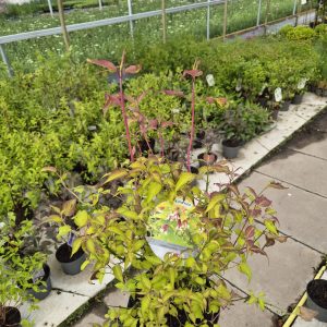 Leycesteria formosa 'Golden Lanterns'
