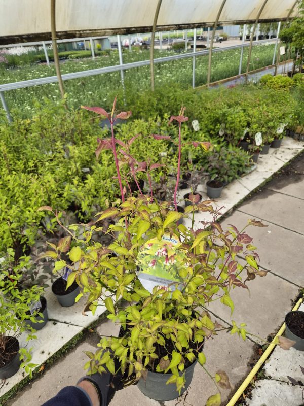 Leycesteria formosa 'Golden Lanterns'