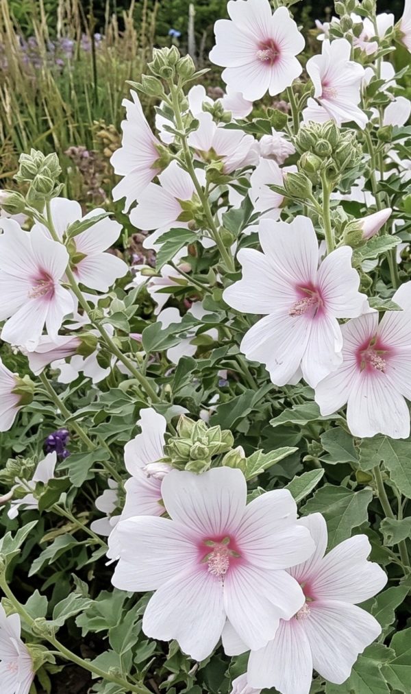 Malva × clementii 'Blushing Bride' Malva × clementii 'Blushing Bride'