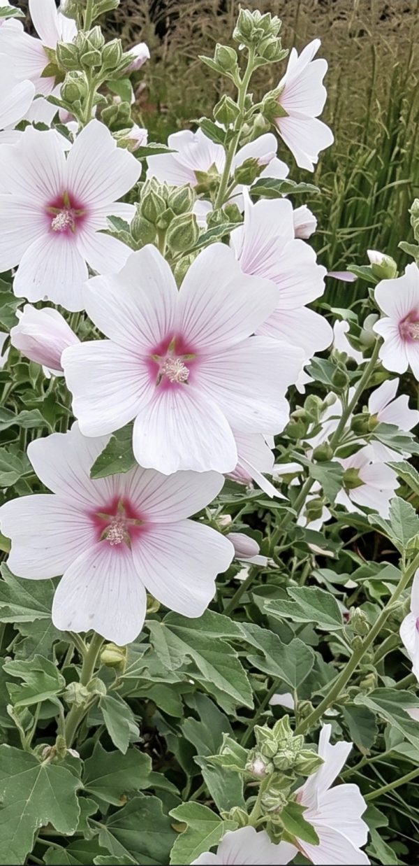 Malva × clementii 'Blushing Bride'2 Malva × clementii 'Blushing Bride'