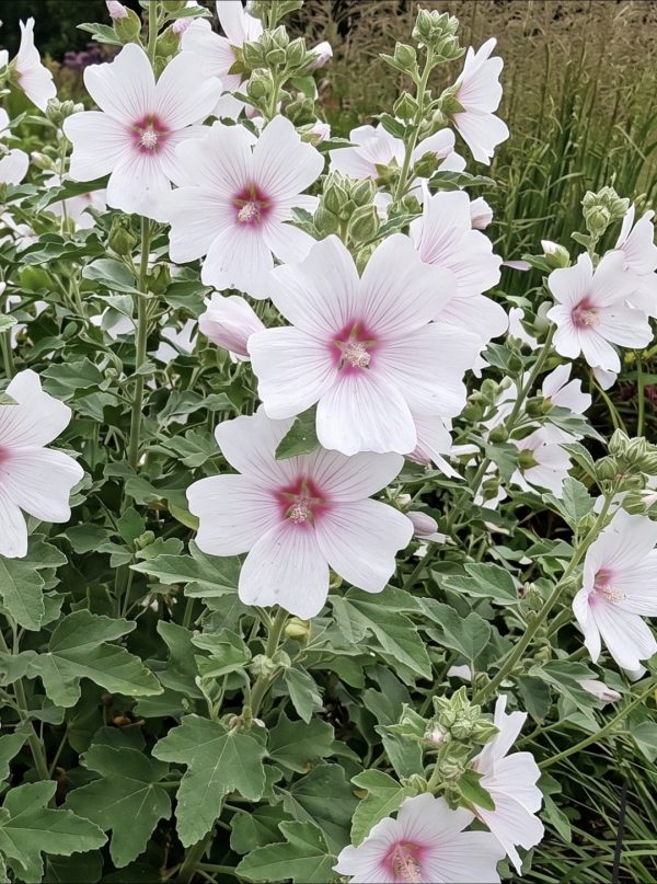 Malva × clementii 'Blushing Bride'3 Malva × clementii 'Blushing Bride'