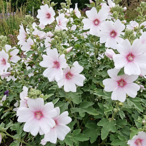 Malva × clementii 'Blushing Bride'