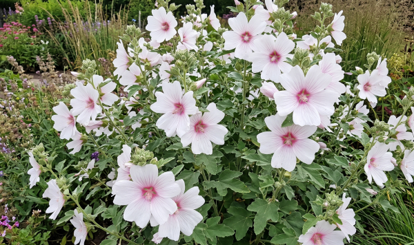 Malva × clementii 'Blushing Bride'4 Malva × clementii 'Blushing Bride'