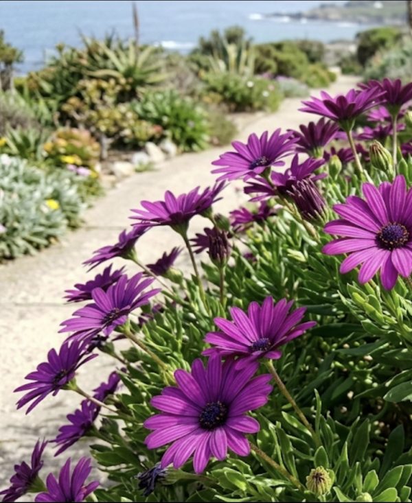 Osteospermum 'Tresco Purple' Osteospermum 'Tresco Purple'