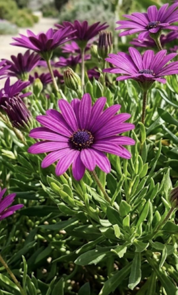 Osteospermum 'Tresco Purple'2 Osteospermum 'Tresco Purple'