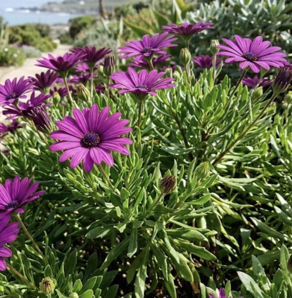 Osteospermum 'Tresco Purple'3 Osteospermum 'Tresco Purple'