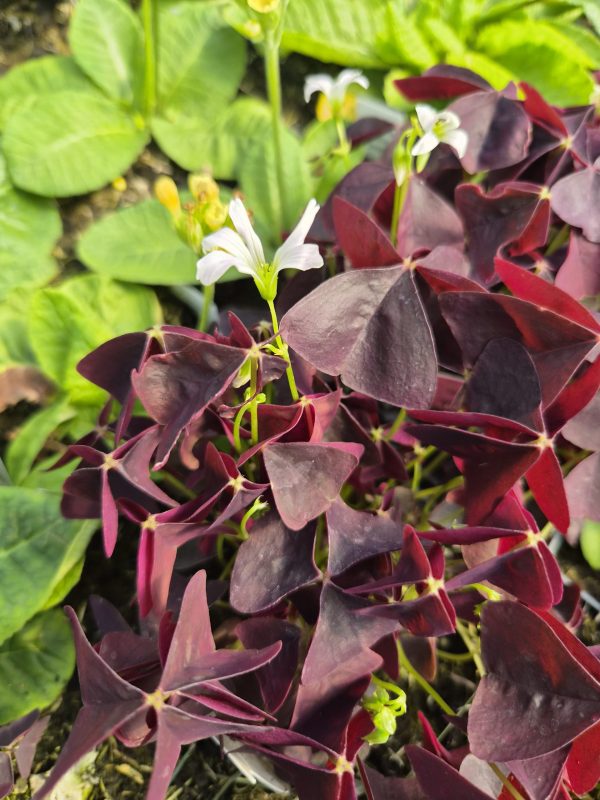 Oxalis 'Black Velvet'