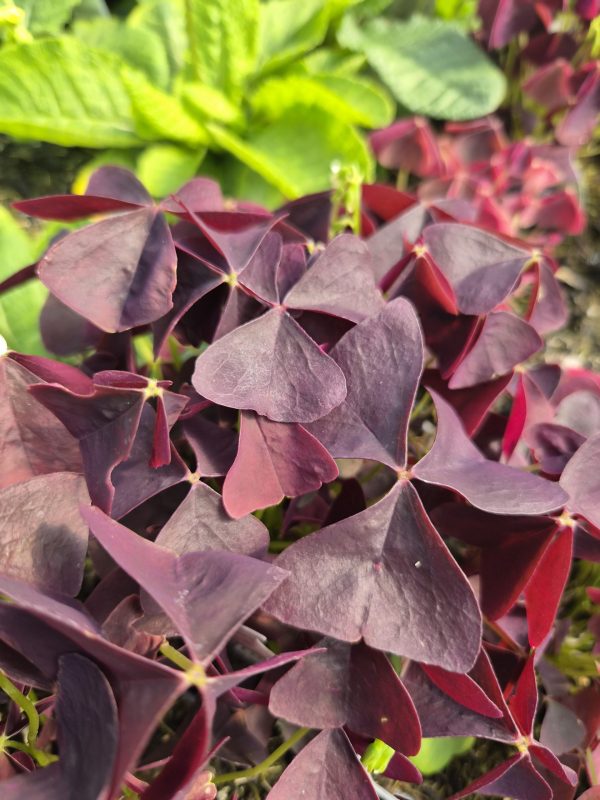 Oxalis 'Black Velvet'