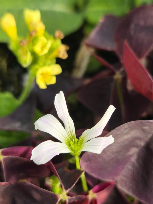 Oxalis 'Black Velvet'