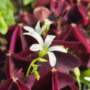 Oxalis 'Black Velvet'